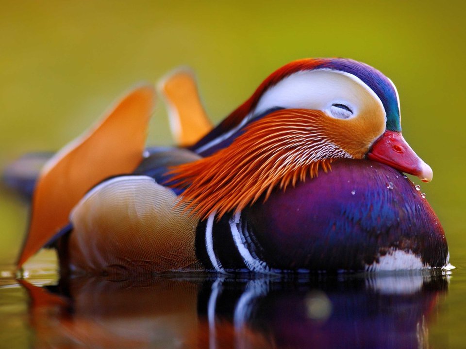 results for - mandarin duck