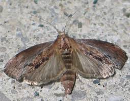 download wax worms moth
