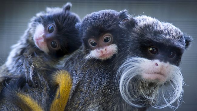 Bearded tamarin monkey | Tellwut.com