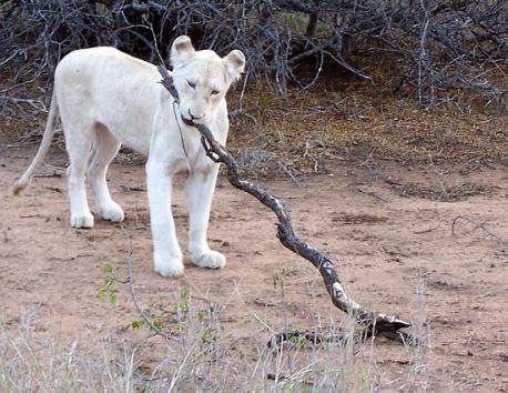 Here are some known facts about the White Lion. What facts are you familiar with?