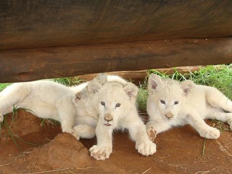 Have you visited a zoo in your Town, State or Country to see a White Lion (or lions)?