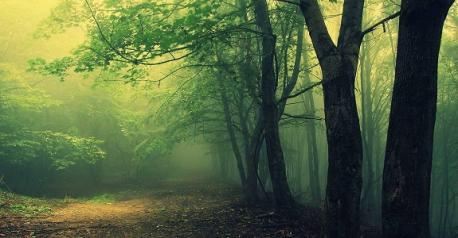 The Hoia Baciu forest is the world's most haunted forest which is located near Cluj-Napoca in Romania, and covers an area of over 250 hectares (or 617.76345 acres). Have you heard of the Hoia Baciu forest?