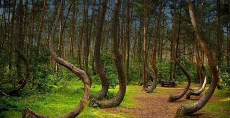 The local vegetation is strange and bizarre in appearance. These strangely-shaped trees are also located in the Hoia Baciu forest. Do you find these trees to be strange in appearance?