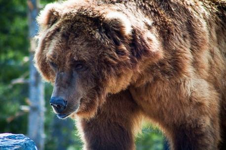 Tourist attractions in Montana. What tourist attractions are you familiar with (pictured: Montana Grizzly and Wolf Discovery Center)?