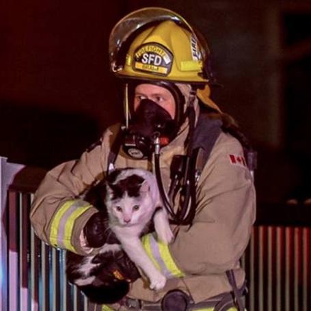 Cat saves family from burning home | Tellwut.com