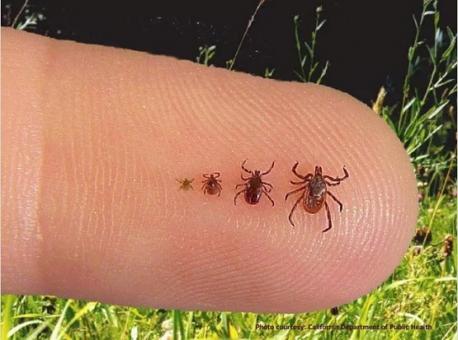 Seed Tick Bites: Yes, they can bite you. In northern New England we regularly encounter these masses of 