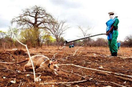 Rats traditionally get a bad rap. We tend to think of them as disease-spreading vermin and like to give them a wide berth. But a crack team of skilled rats has already saved thousands of human lives in Tanzania, Angola, Mozambique, and Cambodia is next on the list. Are you familiar with this story?