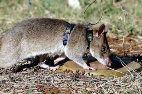 Belgian organization APOPO is training giant African pouched rats to detect two of Africa's cruelest menaces. The first is landmines. When civilians have to risk their lives just to fetch water or farm their land, they're locked into poverty and development is impossible. Wanting to find a local, affordable solution, APOPO founder Bart Weetjens remembered the pet rodents he'd kept as a boy in Belgium. He knew rats were intelligent, sociable, and teachable. They were also in plentiful supply and relatively cheap to train. APOPO's heroic rats are also on the front line against Africa's desperate TB crisis, where clinics are overwhelmed and diagnostic TB tests often inaccurate. Globally, around 1.5 million people die from TB every year, and every untreated patient can infect up to a dozen other people. What African pouched rat training facts are you familiar with?