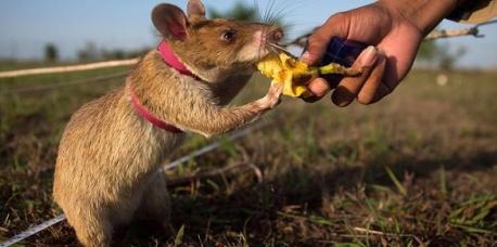 Have you ever heard of African pouched rats being trained in this particular manner?