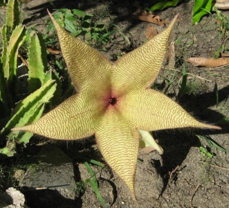 Stapelia Gigantea: Stapelia gigantea is a beautiful carrion flower that smells like rotten flesh. The starry pale yellow colored flowers resemble starfish. It is also called as African starfish, grows in tropical regions of Southeastern Africa. The distinctive shape and rotten flesh like smell attracts pollinating insects. The plant blooms in mind-summer. The unpleasant smell of stapelia giganteas is very intense and can be recognized from long distances. Have you ever heard of the Stapelia Gigantea before reading this survey?
