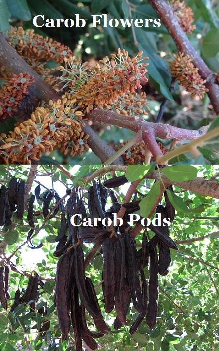 Carob Tree: The carob tree is a medium-sized evergreen tree that grows in warm and subtropical regions around the world. The name 'carob' refers to the edible fruit of the tree. The carob pod contains many nutrients such as Vitamin A, B2, B3, magnesium, calcium and iron. Even though the fruits are nutritious and flowers of carob tree smell like sperm. The small spirally arranged flowers appear in autumn. The male and female flowers appear on different trees. It is the male flowers that produce worst sperm like smell on bloom. Would you be willing to eat the edible fruit from the Carob Tree (keeping in mind the odd odor from the flowers)?