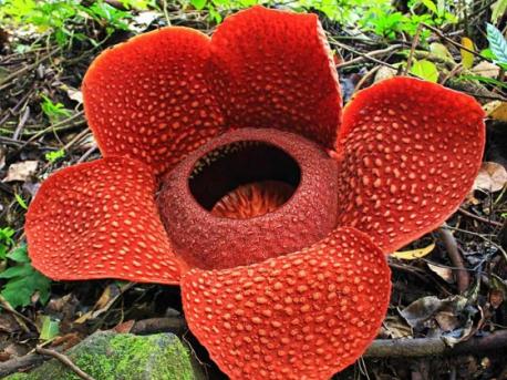 Rafflesia Arnoldii: The Rafflesia arnoldii is the largest individual flower in the world. This parasitic plant can only found in rain-forests of Sumatra and Borneo. It is a leafless and rootless plant. The Rafflesia arnoldii is known for its strong decaying flesh like smell. This plant is also known as 'corpse flower' because of its worst smell. One Rafflesia arnoldii can be 1 meter diameter and 11 kg in weight. The worst smell of Rafflesia arnoldii attracts carrion flies for pollination. The Rafflesia arnoldii is a rare species and it is very difficult to spot. The large flower has five petals that come in red with white marks. Unlike other plants the Rafflesia arnoldii has no chlorophyll. So that the plant can't perform photosynthesis. It parasite on tetrastigma plants. Are you familiar with these Rafflesia Arnoldii flower facts?