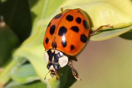 To get rid of the pests in your house without chemicals, suck them up with a HEPA filter vacuum or sweep them outside with a broom, suggests pest control service Orkin. Asian lady beetles escape the cold by crawling into homes, so sealing any cracks and making sure windows and doors close tightly will prevent more from getting in. Do you have Asian lady beetles in the area where you live?