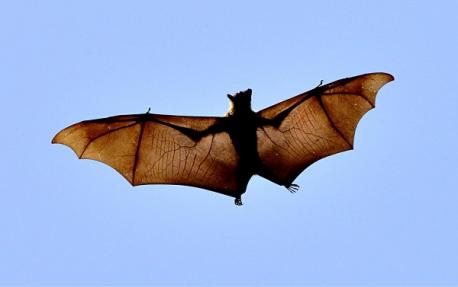 Source (Great Falls Tribune): Lewis and Clark County (Helena, Montana) health officials say a person who had been recreating at Canyon Ferry Lake east of Helena was bitten by a rabid bat this week. The person is undergoing treatment to prevent them from contracting the virus. Rabies infects the central nervous system ultimately causing brain disease and death. The health department says so far this year, seven rabid bats have been identified in Montana. Environmental health specialist Laurel Riek says anyone who has had direct contact with a bat needs to be evaluated for potential exposure to rabies. Direct contact includes being bitten or scratched by a bat, stepping on a bat, having a bat touch your bare skin or getting bat saliva in their eyes, nose or mouth. Are you familiar with this story?