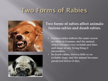 Source (questions #2 - #5 is by The Humane Society): Rabies (Lyssavirus) is an infectious disease that affects the central nervous system in mammals. It's transmitted through the saliva a few days before death when the animal 