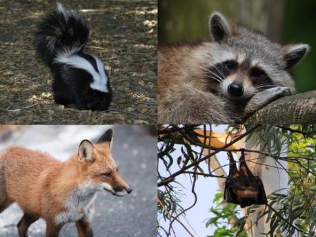 Species that Carry Rabies: Any warm-blooded mammal can carry or contract rabies, but the primary carriers in North America are raccoons, skunks, bats, foxes, and coyotes. What animal facts are you familiar with?