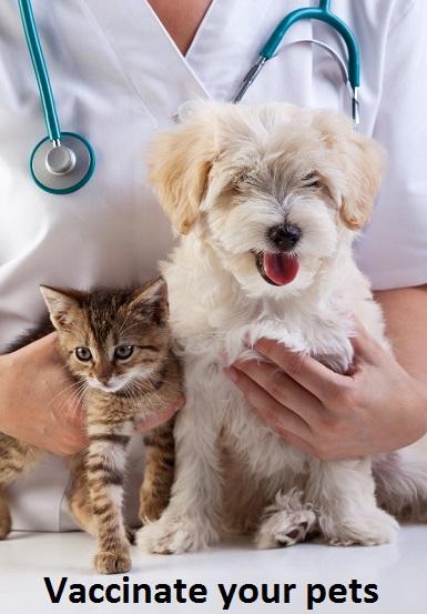 Precautions: Despite the long odds of contracting rabies, the remote possibility of infection exists and should not be taken lightly. What precautions are you familiar with?