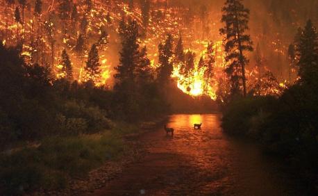 Lastly: Almost 2 million acres of land has already burned. People have been evacuated from their homes. Farms, ranches, homes, and treasured monumental buildings have been destroyed. And sadly, a few firefighters have lost their lives; along with wildlife & cattle due to these extreme fires. Image: (Large wildfires have sprung up throughout the state of Montana). Do you think the 2017 wildfire donation aid funding has been currently overlooked due to the hurricanes, monsoons, and earthquakes that has occurred in other towns, states and countries this year (In reference: donations going to other current natural disasters)?