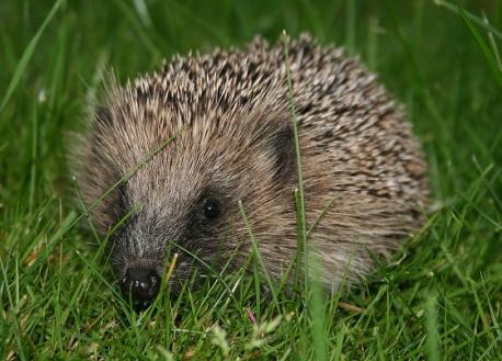 Pets: Hedgehogs and sugar gliders are just two of the many nocturnal species kept as (exotic) pets. Cats have adapted to domestication so that each individual, whether stray alley cat or pampered house-cat, can change their activity level at will, becoming nocturnal or diurnal in response to their environment or the routine of their owners. Cats normally demonstrate crepuscular behavior, bordering nocturnal, being most active in hunting and exploration at dusk and dawn. If you are a pet owner (whether it be a nocturnal or diurnal animal), which do you prefer?