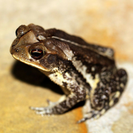 Luckily there's an outfit called Toad Busters ready to come to the rescue for the Florida residents and their pets. A mild winter has made the breeding season more fruitful for the cane toads. Do you live in south Florida where the toads are invading suburban neighborhoods?