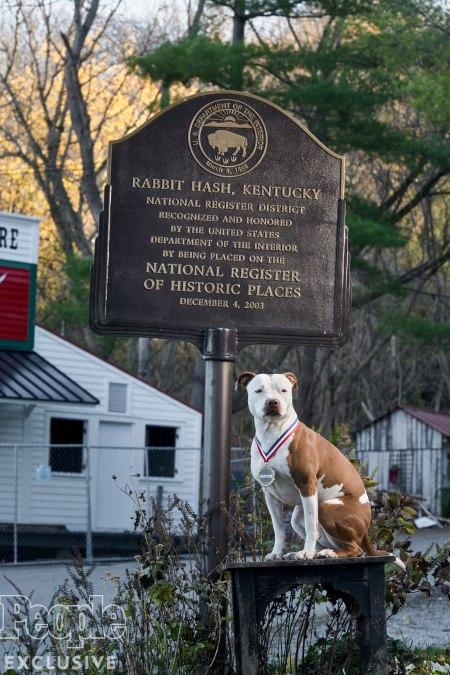 While most of the country was embattled in the heated 2016 presidential election, the town of Rabbit Hash, Kentucky was electing an adorable pit bull rescue name Brynn as mayor. Are you familiar with this story?