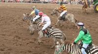 Zebra racing
