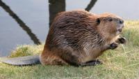 The iconic dam-builder first gained status as an official emblem of Canada on March 25, 1975 after a bill was passed by the Canadian Senate. The beaver has adorned our Canadian nickel since 1937, and is as synonymous with our nation as the maple leaf. Do you like the beaver as our official symbol of Canada?