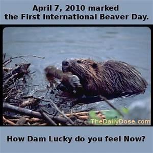 International Beaver Day recognizes the important role that beavers play in the Canadian ecosystems. Beaver ponds provide habitat for wildlife, improve water quality and can help to reduce the impacts of climate change. Once near extinction, the beaver is now one of Canada's most triumphant conservation success stories due to the introduction of laws to conserve wildlife and the establishment of Canada's first protected areas, such as Algonquin Provincial Park, the birthplace of Roots. Which beaver facts did you know?