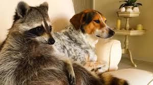 Raccoons have caused more than their fair share of trouble in cities and towns across our countries. So, it may come as a surprise to you that states allow you to legally keep a raccoon as a pet - Arkansas, Delaware, Florida, Illinois, Indiana, Michigan, Nebraska, New Jersey, Ohio, Oklahoma, Rhode Island, South Carolina, South Dakota, Tennessee, Texas, Vermont, West Virginia, Wisconsin, and Wyoming. Have you ever known anyone to have a raccoon as a pet?