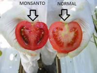 Why are some types of produce more prone to sucking up pesticides than others? If you eat something like a pineapple or sweet corn, they have a protection defense because of the outer layer of skin. Not the same for strawberries and berries. This is a totally random question, but do you know the difference(look wise) between a GMO( Genetically modified organism) and real fruits and vegetables??