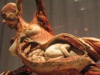 BODIES The Exhibition gives us an in depth look into a mother's womb; is this hard to look at?