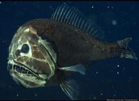 The fangtooth (or ogrefish) gets its name from its impressive looking teeth, which are the largest teeth of any fish in the ocean when taken in proportion to body size. This is fish is only six inches long. Does he seem like a perfect character for a scary movie?