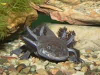 The Axolotl is a fascinating creature considered an endangered species now. Have you ever seen one?