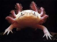 Despite its endangered status, the use of the Axolotl as a laboratory animal should ensure the species' survival, if only in captivity. It has long been known that the Axolotl is a worthy study due to its amazing healing and regeneration abilities. The axolotl is fully capable of complete limb re-growth. The animal has the added scientific attraction of having especially large embryos, making it easier to deal with under laboratory conditions. Did you know its embryo is very robust, and can be spliced and combined with different parts of other axolotl embryos with a high degree of success?