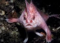 The pink hand fish measures about 10 centimeters in length. They were discovered of the coast of Hobart city in Tasmania. Do you know any similar American or Canadian species?