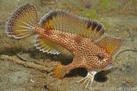 The spotted handfish is spotted like a leopard and uses its hands to walk along the seabed while feeding on small invertebrates. It´s about 7 to 10 cm. It was discovered at the bottom of Tasmania's Derwent Estuary. The walking fishes are considered endangered species. A few institutions are trying to keep the population growing but they have to deal with a high mortality rate that doesn´t help at all. Would you like Aquariums to invest more resources to rescue endangered species?