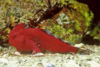 The red hand fish lives around the southern island state of Tasmania. Like the other species of walking fish, it is highly vulnerable. Considering they are so colorful and unique, do you think that promoting breeding to get them as pets might save the species?