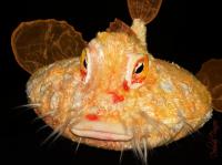 The pancake batfish, which is the closest I could find to the walking fishes from Tasmania, can be found in the Gulf of Mexico. They fit in your hand. Have you ever seen one?