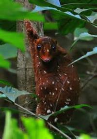 They live in lowland tropical rain forests in Brunei Darussalam, Cambodia, Indonesia, Lao People's Democratic Republic, Malaysia, Myanmar, Singapore, Thailand and Vietnam. Did you visit any of these places?