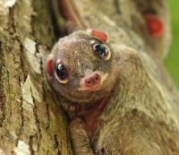 Their diet is based on leaves, shoots, flowers and fruit. Their habitat has been dramatically reduced in the last few years. As a result, their population has been reduced in the same proportion. Considering Malaysia has so many rare species, do you think they should work harder to protect endangered species?