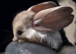 There are 33 species of jerboa. Six of these species are considered pygmy. The most oddly proportioned family member is the long-eared jerboa, first caught on film in the wild in 2007 during a Zoological Society of London expedition to the Gobi. With ears that are two-thirds as long as its body, the animal has one of the largest ear-to-body ratios in the animal kingdom. The long ears may help desert animals like the long-eared jerboa keep cool, as the blood moves through the ear, the heat easily dissipates from the blood vessel across the skin, and into the air. Do you have a favorite jerboa species?