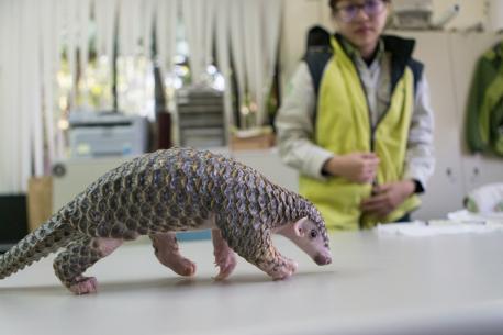 The pangolin could go extinct before most people realize it exists. Or, more to the point: it could go extinct because of that. Pangolins are increasingly victims of illegal wildlife crime—mainly in Asia and in growing amounts in Africa—for their meat and scales. Eight species of pangolins are found on two continents. Four species live in Africa and four in Asia. All eight pangolin species are protected under national and international laws, and two are listed as Critically Endangered on the IUCN Red List of Threatened Species. No one knows how many pangolins are left in the wild. But scientists and activists say the number is shrinking fast. Some experts say the pangolin is likely the most trafficked mammal in the world. But aside from pangolins, only elephants would come close to the most-trafficked title in terms of total numbers. Did you know these stats before this survey?