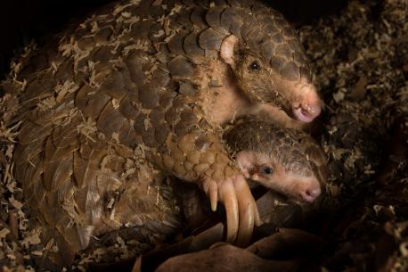 The San Diego Zoo is the only one in North America that has a pangolin. His name is Baba. The zoo used to have two pangolins, but one died of digestive problems. It's known that pangolins can live up to 20 years in captivity, for example, but it's not clear exactly how long they live in the wild. Pangolins eat ants, termites and various larvae, but it's also possible they consume bee larvae, flies, worms and crickets, according to a 2007 technical review of pangolin diets and husbandry. Estimates on their weight range from 4 to 72 pounds. Did you visit the San Diego Zoo?