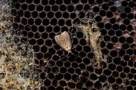 Wax moths, their adult form, usually lay their eggs in beehives, and newly hatched larvae eat their way through beeswax. Wax is a polymer, a sort of 'natural plastic,' and has a chemical structure not dissimilar to polyethylene. Have you ever seen a Wax Moth?