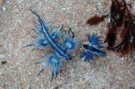 It feeds on hydrozoans (a group of animals in the same phylum as jellyfish), especially the highly poisonous Portuguese Man-O'-War. Although a sting by a Portuguese Man-O'-War is very painful to a human, the blue glaucus, can swallow its prey's stinging cells without hurting itself. It may keep itself safe from the poison by releasing protective mucus and by hard barrier-like discs inside its skin. Do you know any other creatures that can eat poisonous preys without getting any damage?