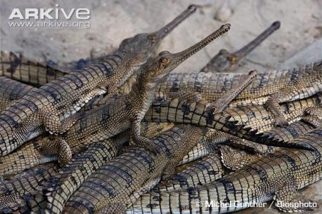 A typical gharial will reach 12 to 15 feet in length and weigh up to 2,000 pounds. Gharials regulate their body temperature by basking in the sun to warm up or resting in shade or water to cool down. Despite their size and big teeth, they eat fish and rarely small mammals. Unless people bother them, they don't attack humans. Would you feel comfortable being near a gharial?