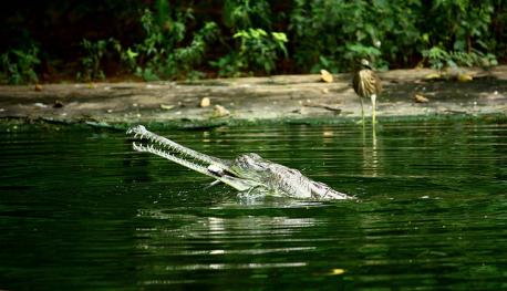 Gharials do not stalk and lunge at prey like other crocodilians—their snouts contain sensory cells that can detect vibrations in the water. By whipping their heads from side to side, the animals zero in on fish and grab them in their jaws, which are lined with more than a hundred teeth. Do you know any other reptiles that hunt by detecting vibrations?