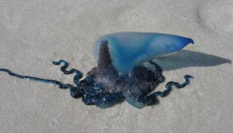 (Source: conservationinstitute.org)This one really is dangerous—very dangerous in fact. Amusingly enough, it is also not a real jellyfish, but rather something called a bluebottle. To add to the amazing strangeness of the Man o' War, it is not even an animal. Technically, it is a colony of organisms. So it is rather appropriate that it has been named after a 17th century naval ship. In a way, it really is like a ship, and the organisms comprising it are like the crew. The name's appropriateness is a coincidence however, since it was inspired by the recognizable crest on top of the organism, which is actually its bladder. The bladder serves an additional purpose of acting as a float, and often sticks up above the water like a sail. Generally these colonies are purple and pink, though they sometimes have a blue tint instead. They are quite elegant and remarkable to behold. The Portuguese Man o' War may be beautiful, but it is also one of the deadliest jellyfish in the world. The sting leaves a welt like a whip mark, which can be very painful for several days. The venom can cause fever and shock, and may cause the heart or lungs to stop functioning. This can cause death. Did you know this creture before this survey?