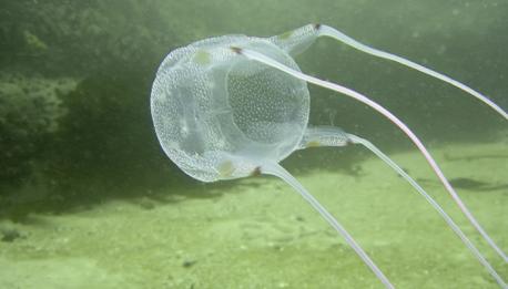 The sea wasp box jellyfish is the most deadly jellyfish in the world, and one of the most deadly creatures on the planet altogether. It is also known as the marine stinger. Since 1954, 5,568 deaths have been attributed to this jelly. There fifteen tentacles on this type of jellyfish, which may extend ten feet in length. On each tentacle, there are around half a million darts. These microscopic darts are full of venom. Each one could theoretically kill up to 60 people. It is fast-acting, and may cause cardiovascular arrest within a matter of minutes. The pain from the sting itself is incredibly intense, and may cause death even before the venom does, as it can lead to shock. If miraculously you survive a sting from one of these jellies, you will be in an extreme amount of pain for weeks following the encounter. There are many varieties of box jellyfish, all of which can be quite deadly. Aside from box jellyfish though, as you can see, there are really not many dangerous jellyfish. There is the Man o' War (which barely counts), and the Sea Nettle and Lion's Mane jellyfish, but other stinging jellies like the Moon and Cannonball are relatively harmless. Jellies get a bad reputation they don't really deserve. The vast majority are not dangerous to humans. The few that are though are very painful and often deadly. Have you heard about this creature before this survey?