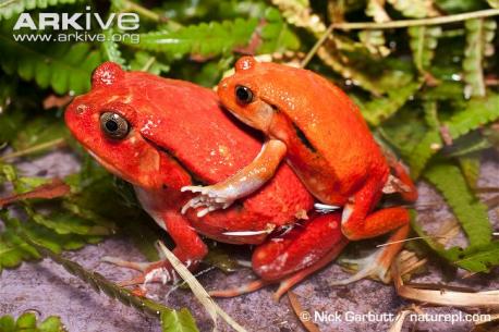 Endemic to Madagascar, tomato frogs are found in the northeast of the island around Antongil Bay (from which they gain their specific name, antongilii), and south to Andevoranto. Have you ever been to Madagascar?